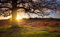 New Forest Tree at Dawn by Adam Lack