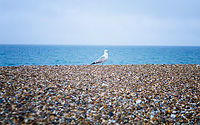 Seagull by Adam Lack