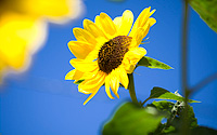 Sunflower Garden by Adam Lack