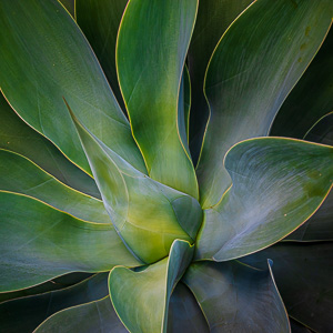 Agave Square by Adam Lack