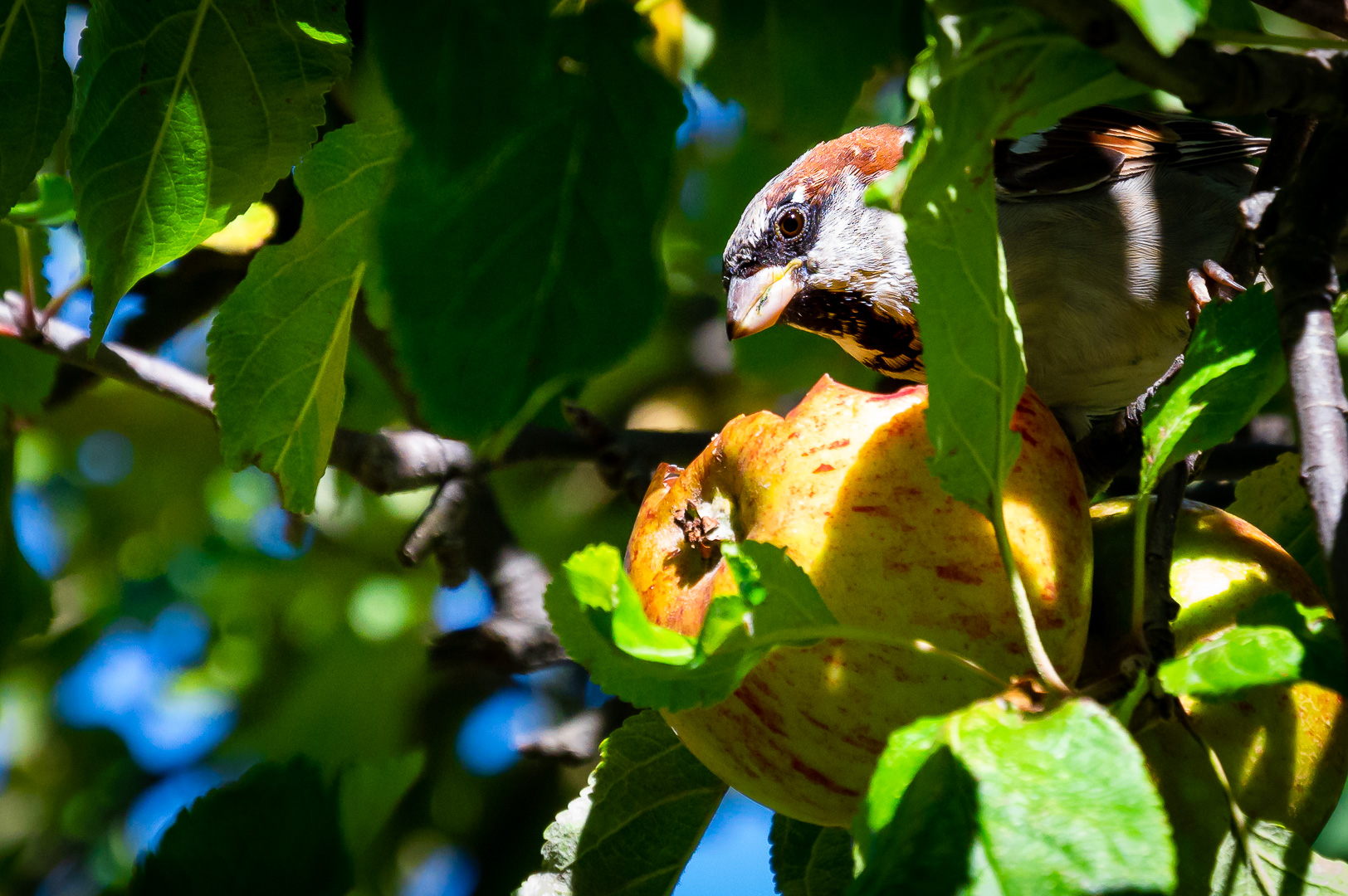 A Glenorchy Local by Adam Lack
