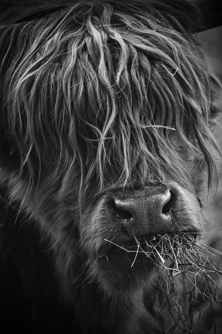Angus by Adam Lack