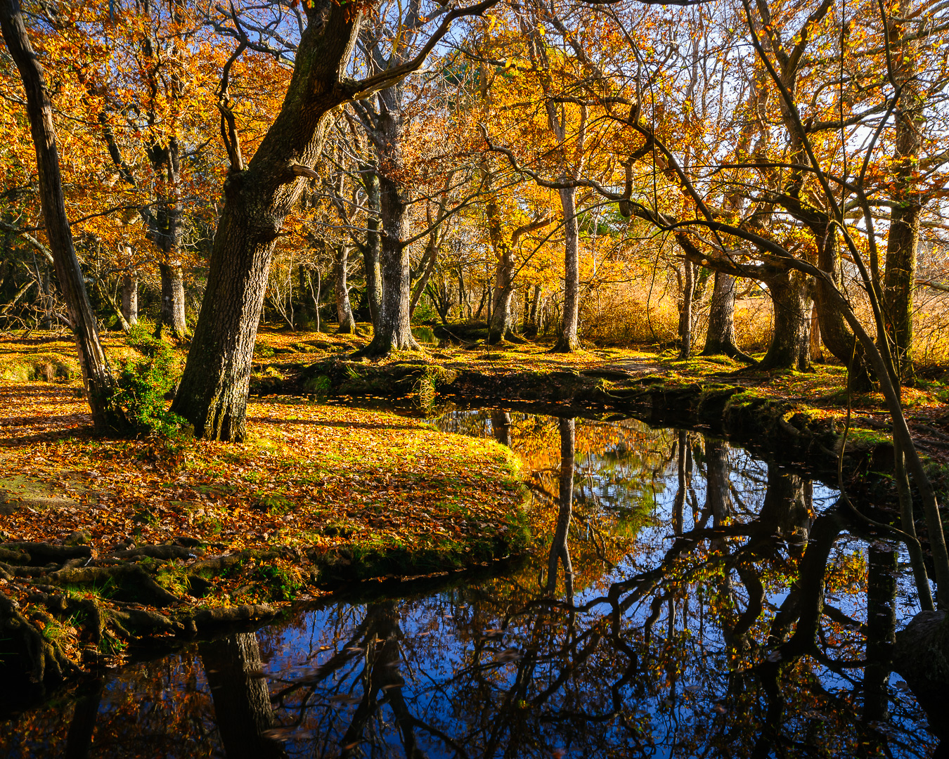 Autumn New Forest Curve by Adam Lack