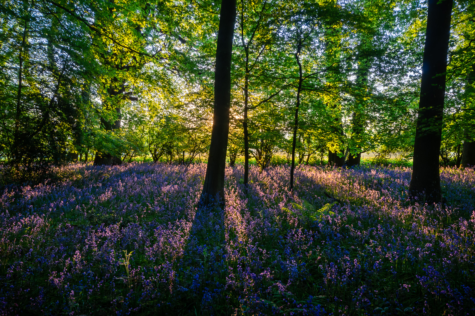 Bluebell Explosion by Adam Lack