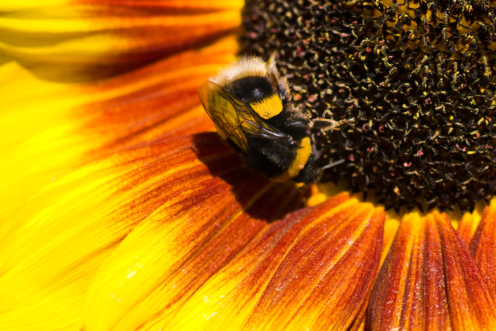 Bumblebee by Adam Lack