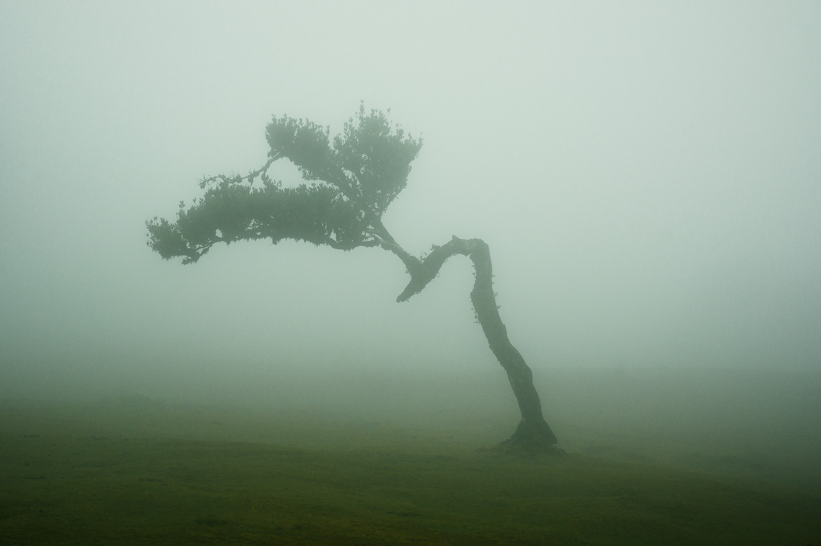 Classic Fanal by Adam Lack