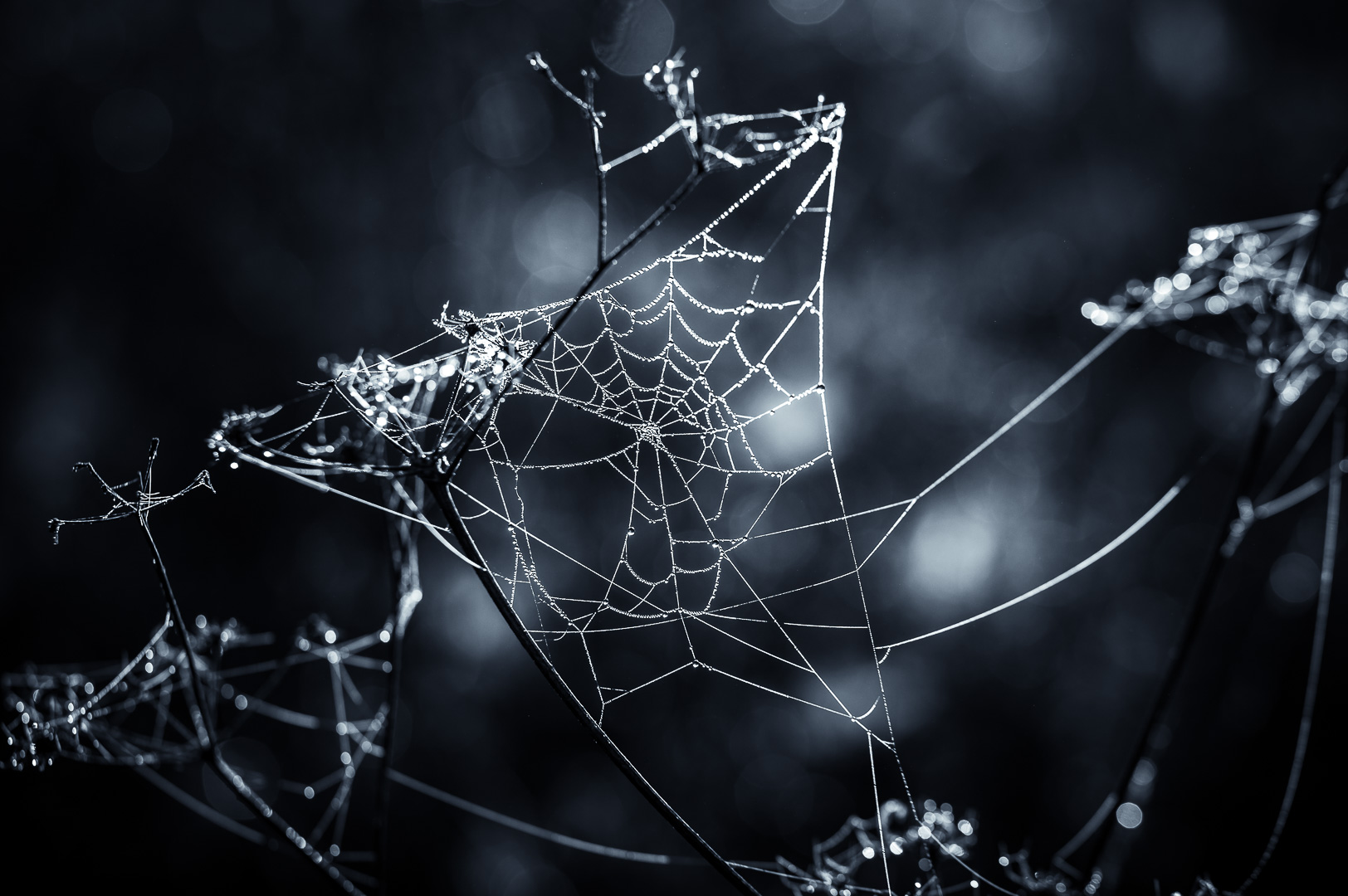 Cold Web by Adam Lack