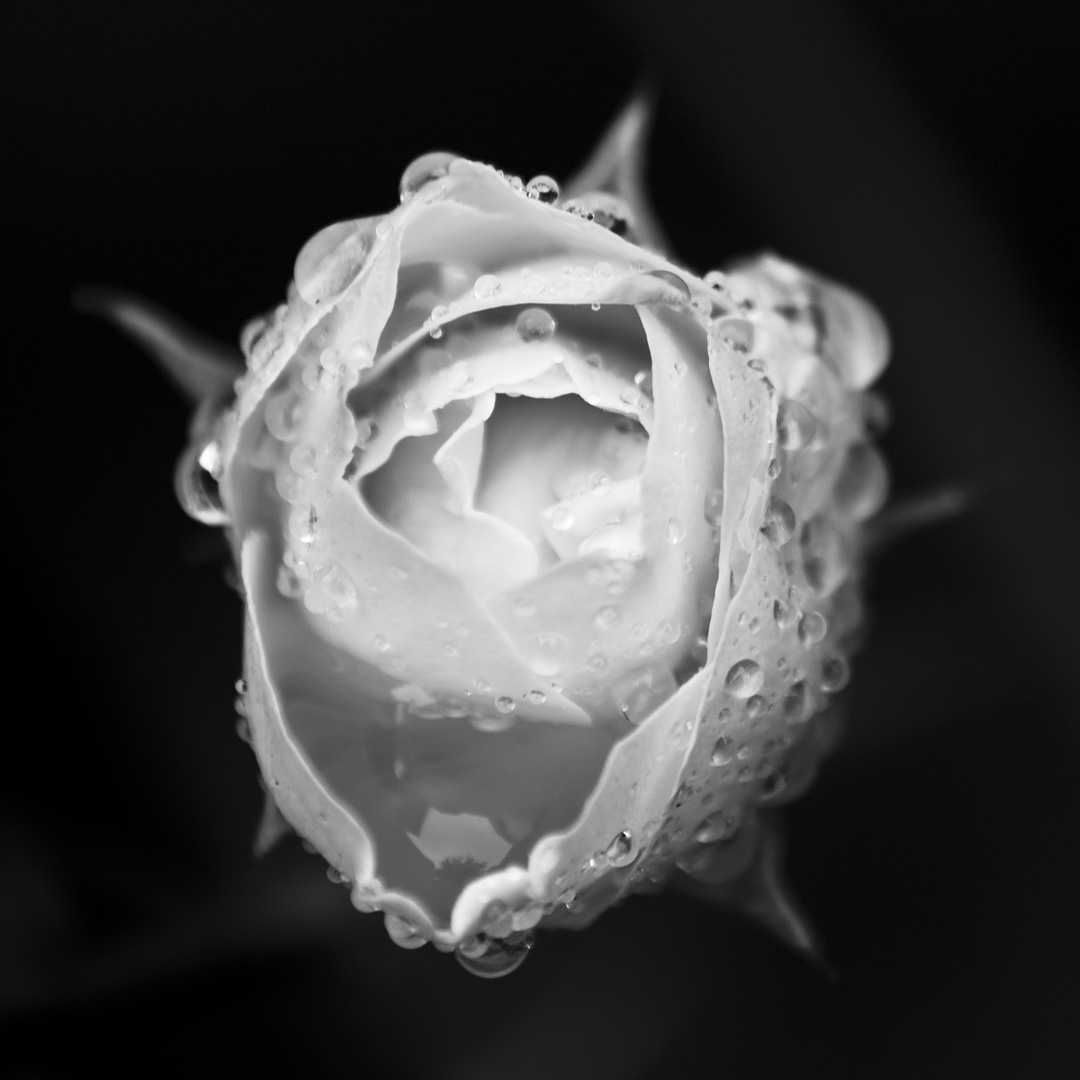 Crown of Thorns by Adam Lack
