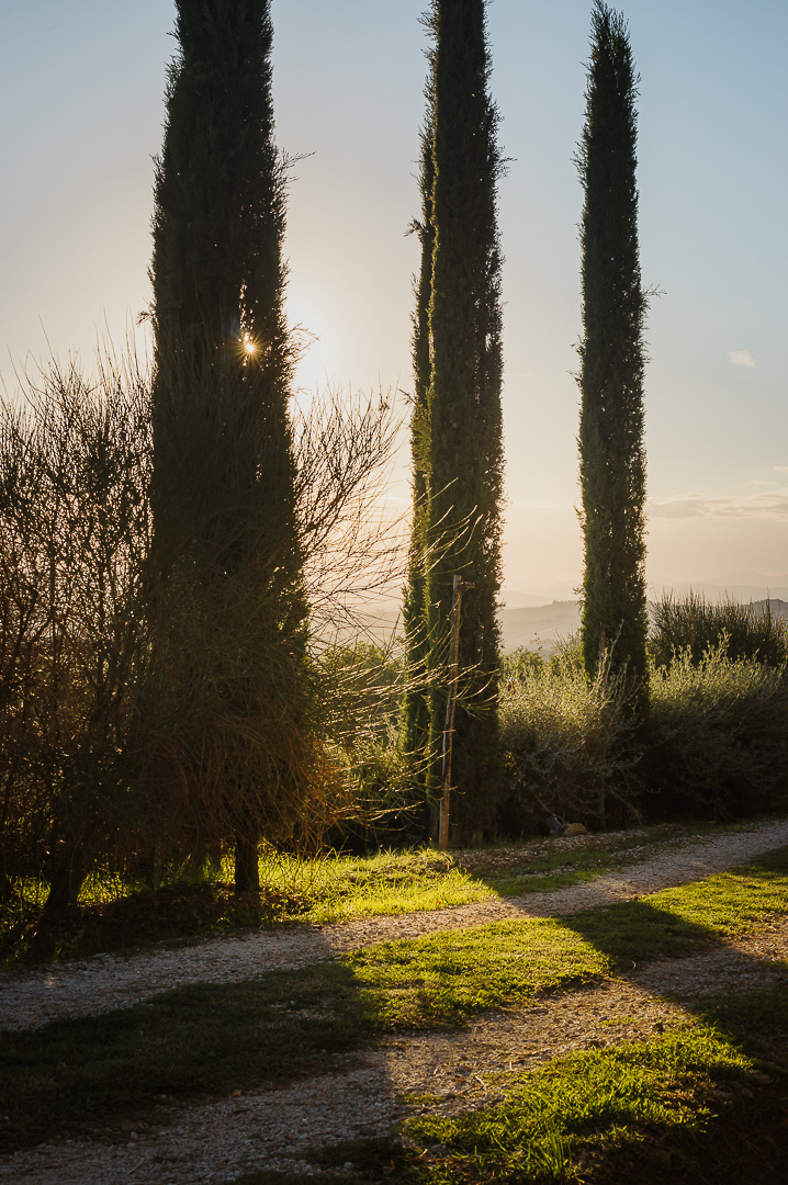 Cypress Sunset by Adam Lack