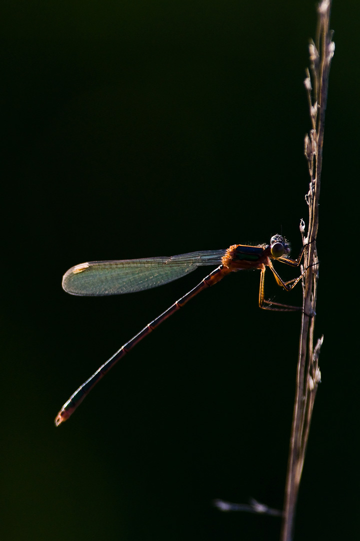 Damselfly Highlights by Adam Lack