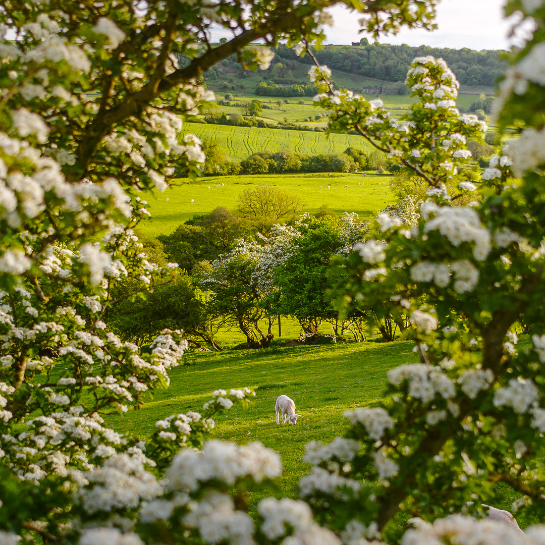 Derbyshire Springtime Square by Adam Lack