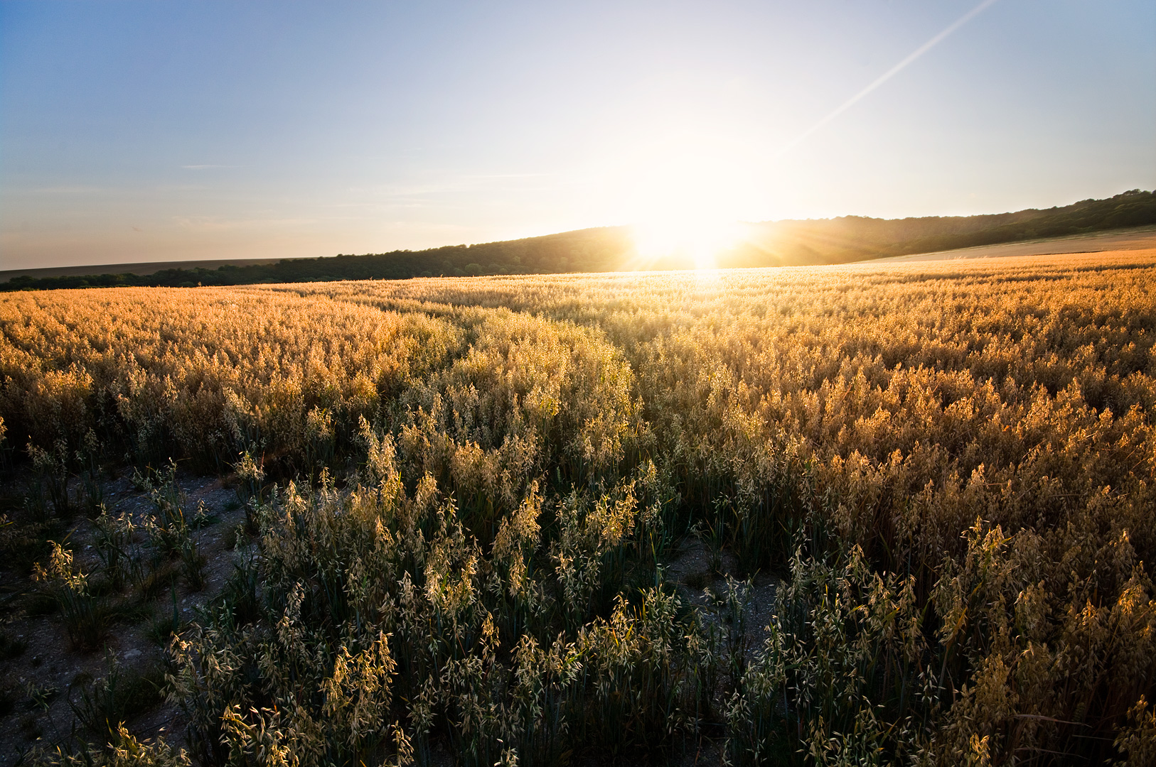Field of Gold by Adam Lack