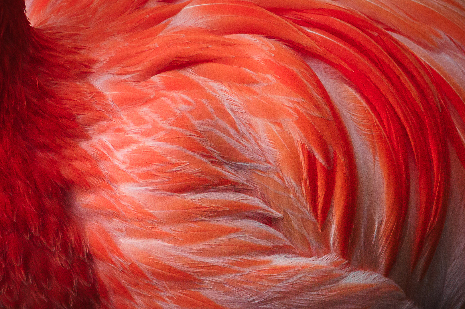 Flamingo Flames by Adam Lack