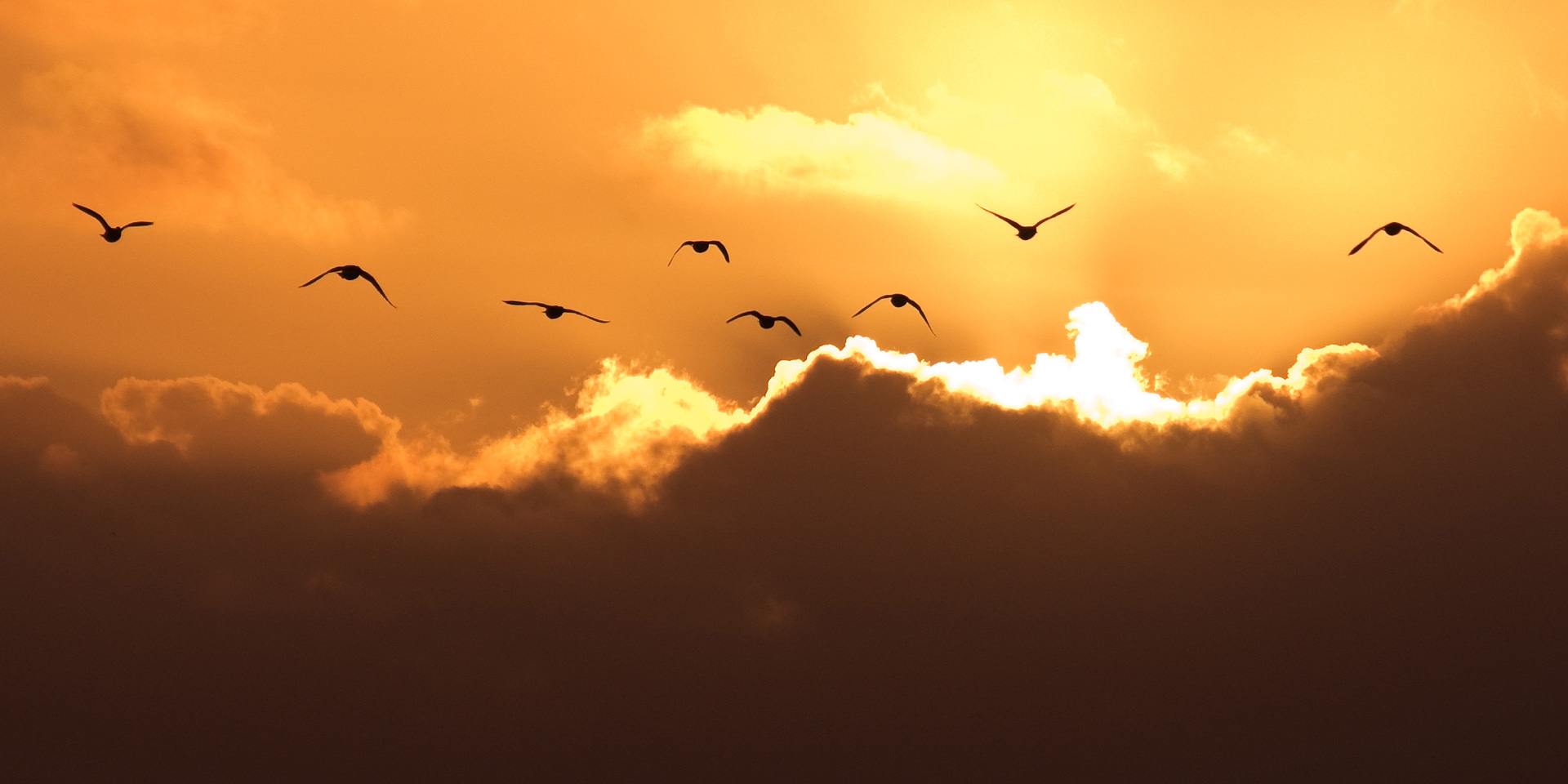 Fly Away by Adam Lack