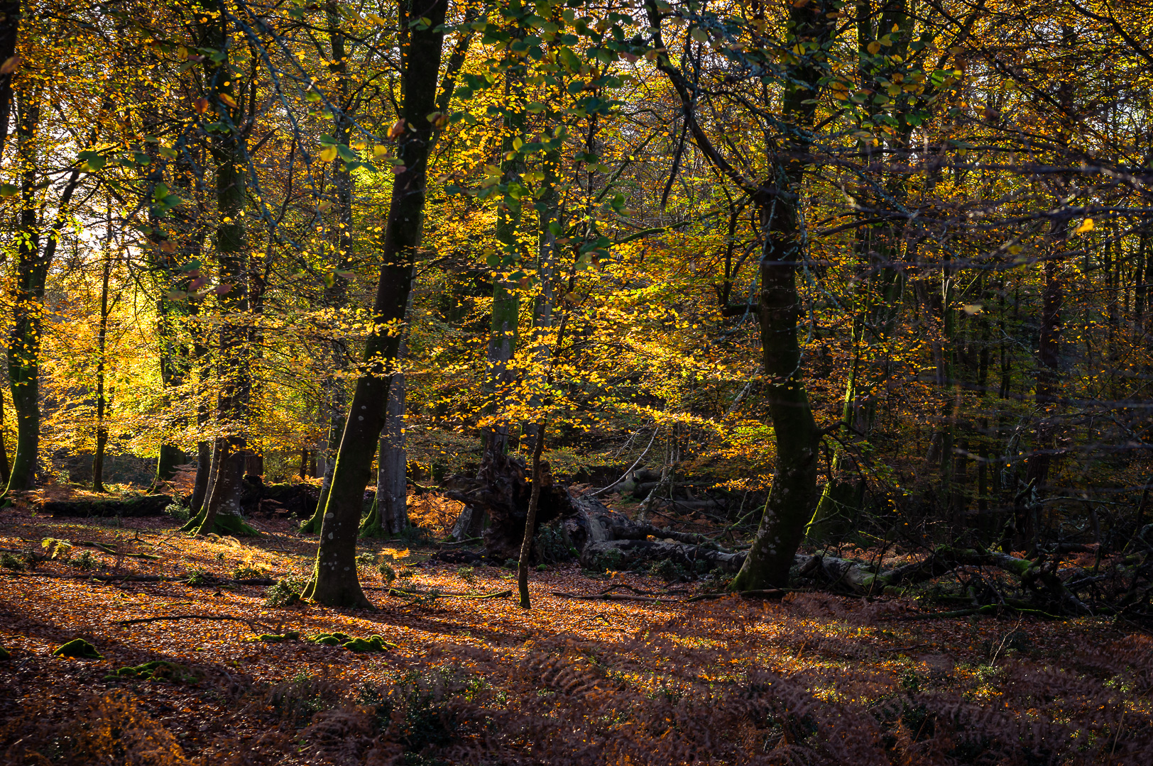 Gold Light Streams In by Adam Lack