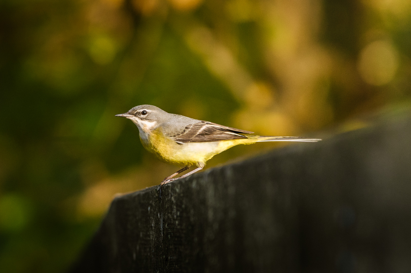 Goldfinch by Adam Lack