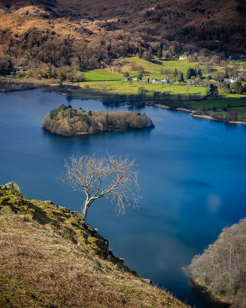 Grasmere Tree by Adam Lack