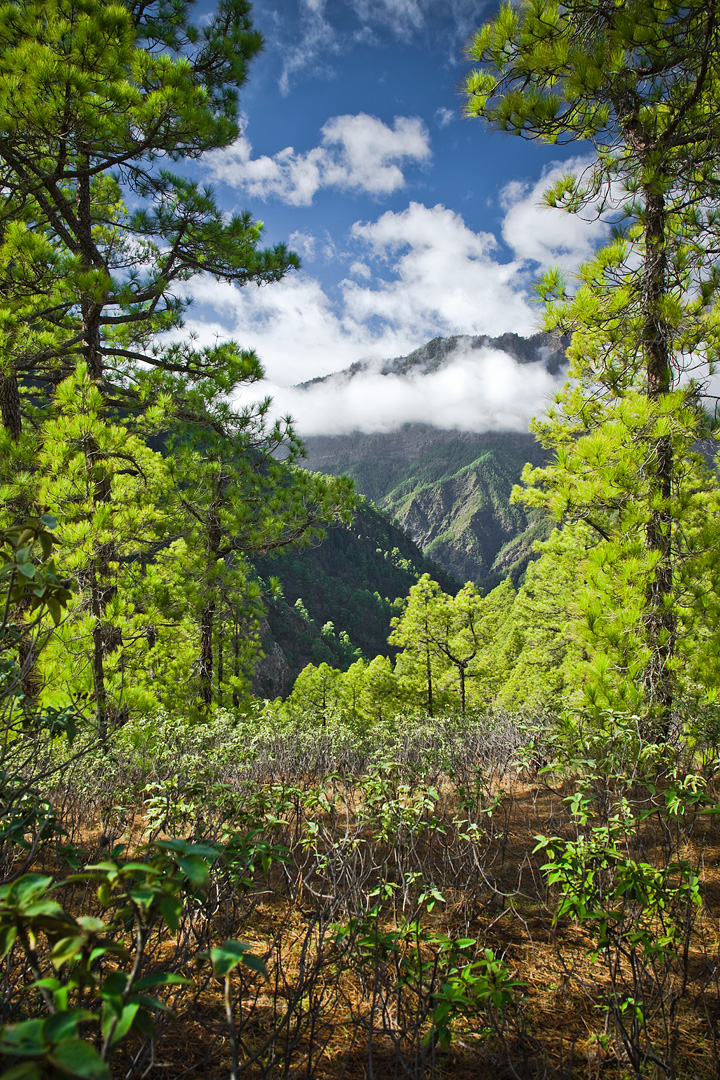 La Palma by Adam Lack