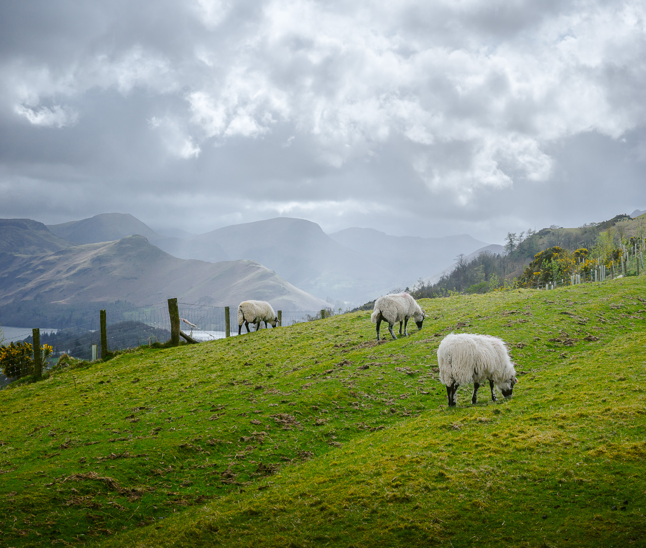 Lakeland Grazing by Adam Lack