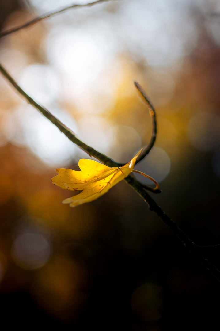 Little Autumn Leaf by Adam Lack