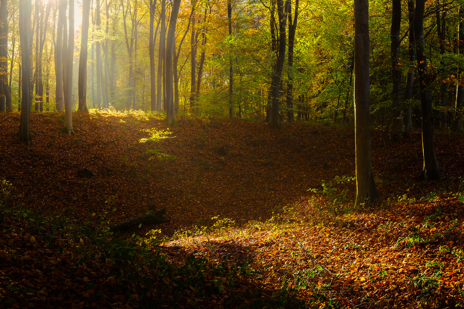 Misty Micheldever Autumn by Adam Lack