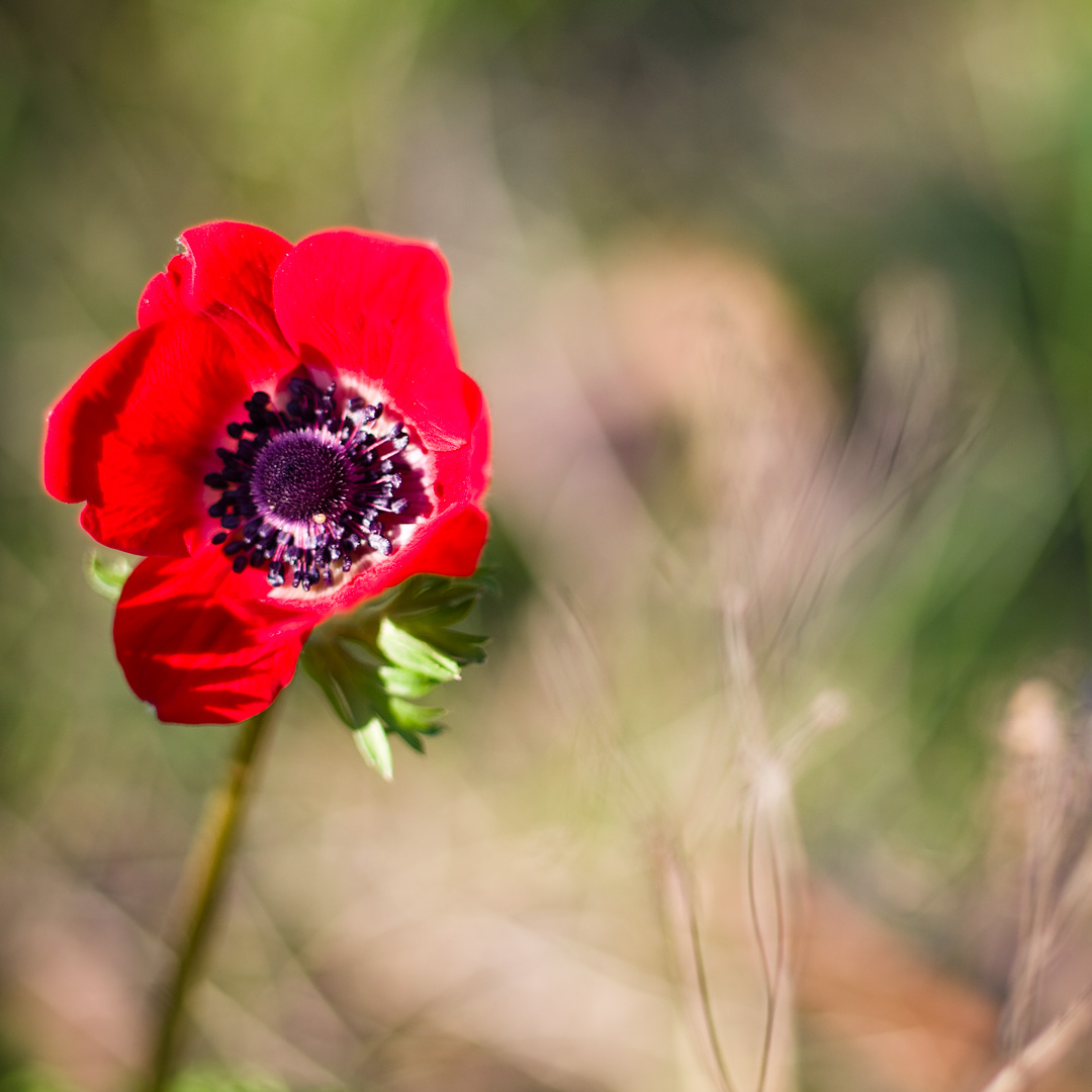 Poppy by Adam Lack