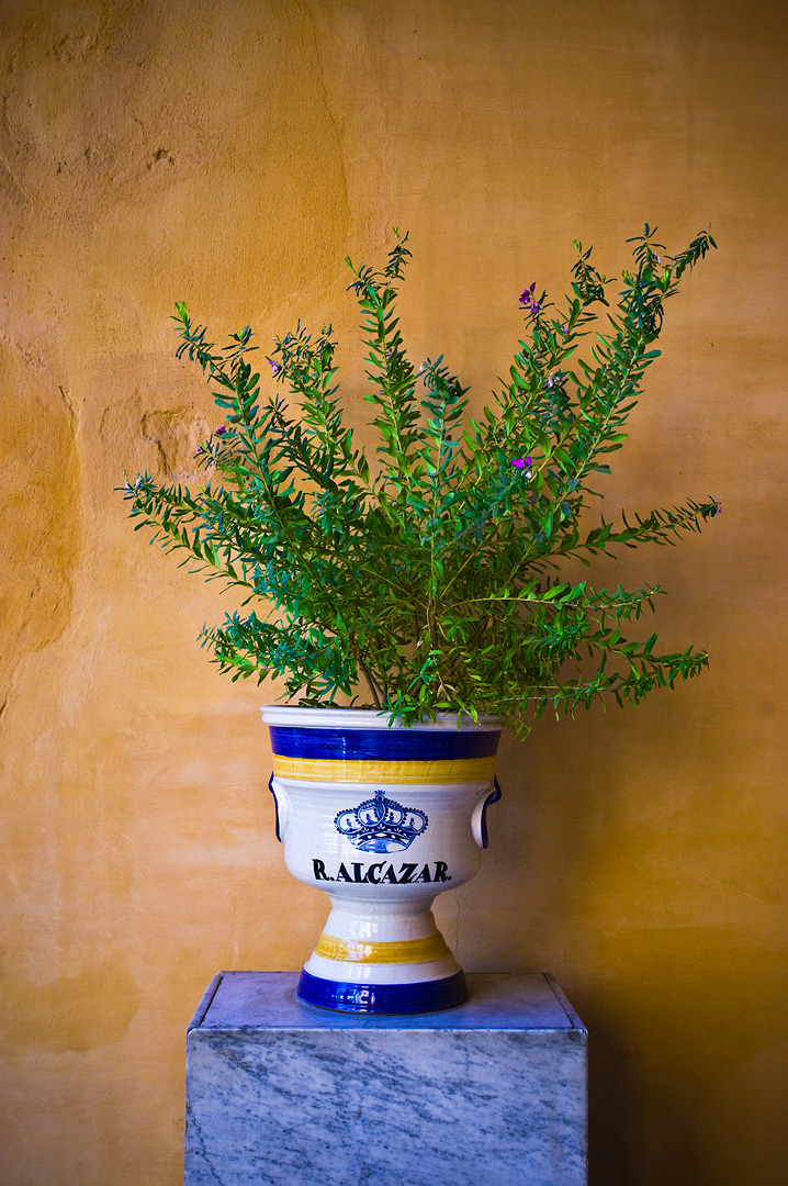 Royal Flowers by Adam Lack