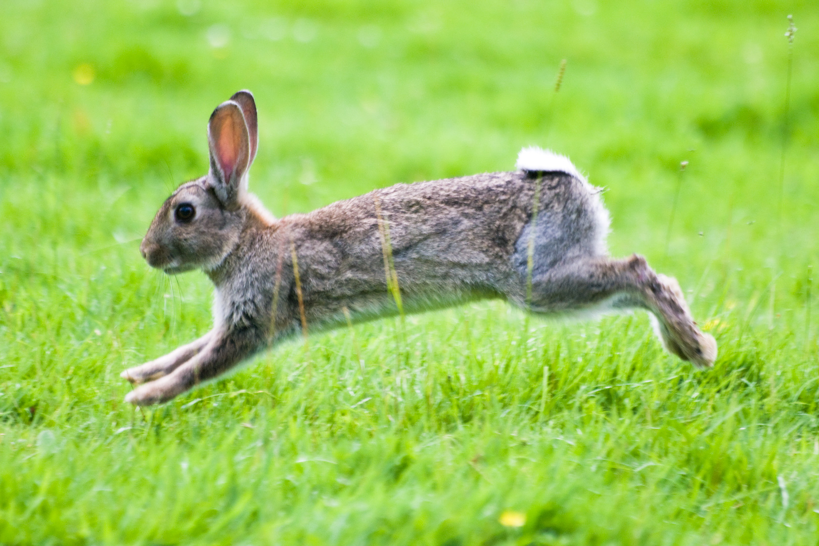 Run Peter Rabbit by Adam Lack