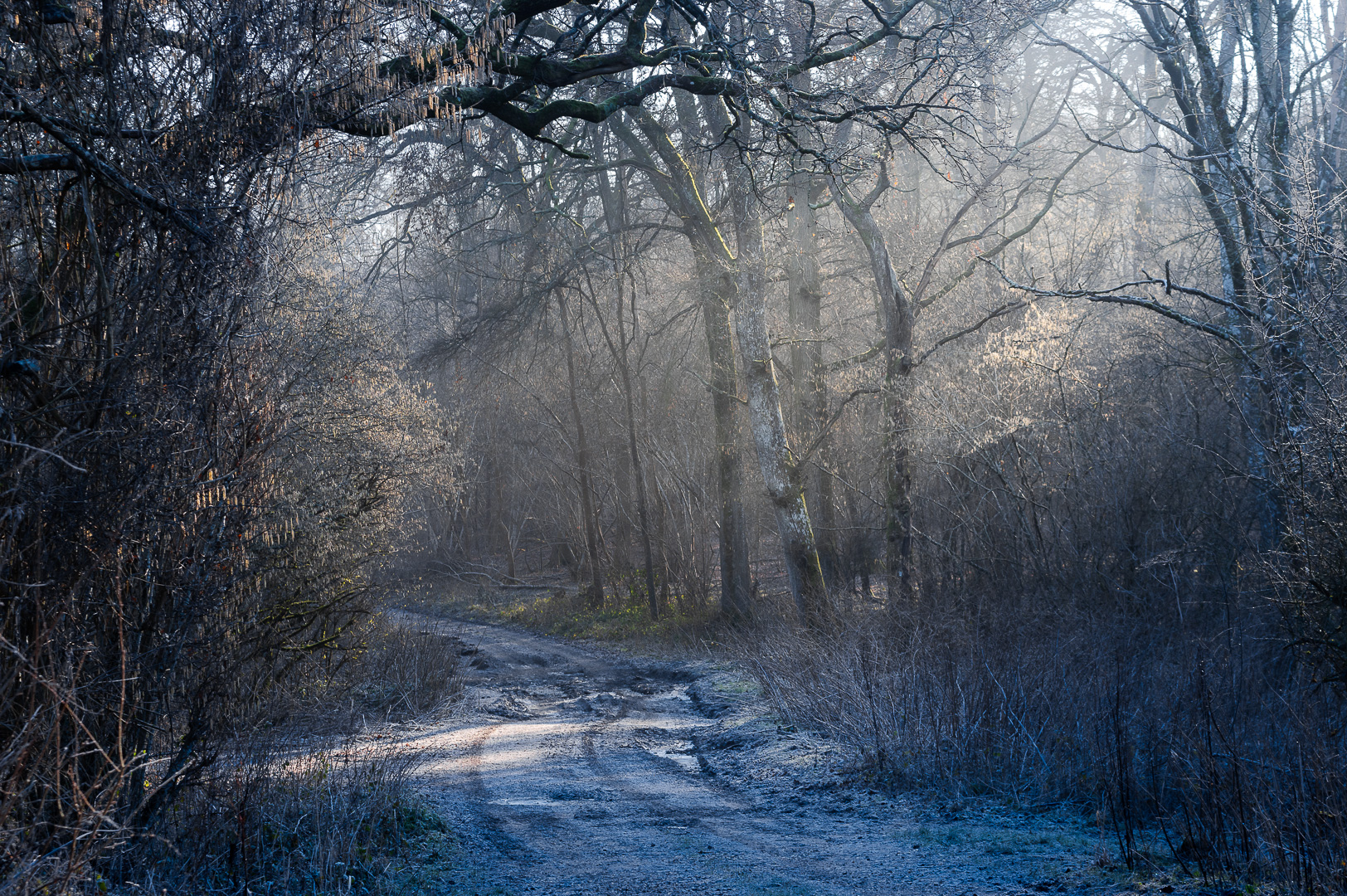 Shafts of light on the frost by Adam Lack