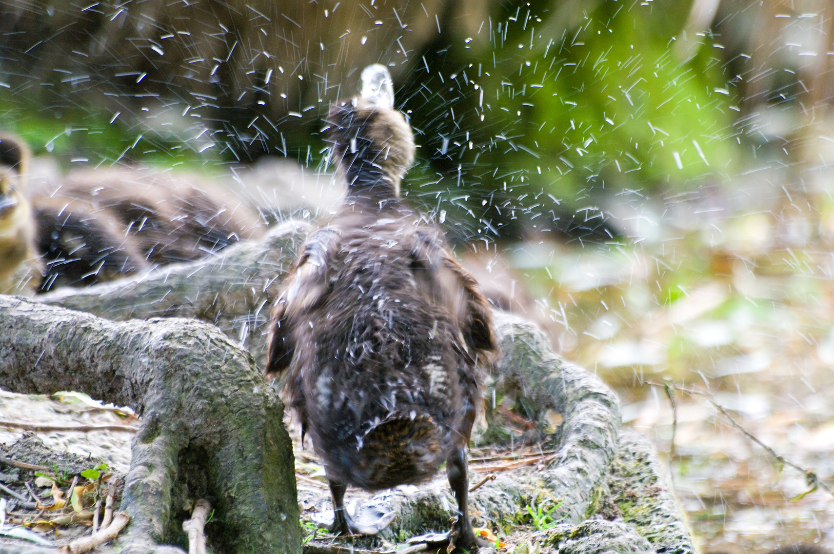 Shake it Off by Adam Lack