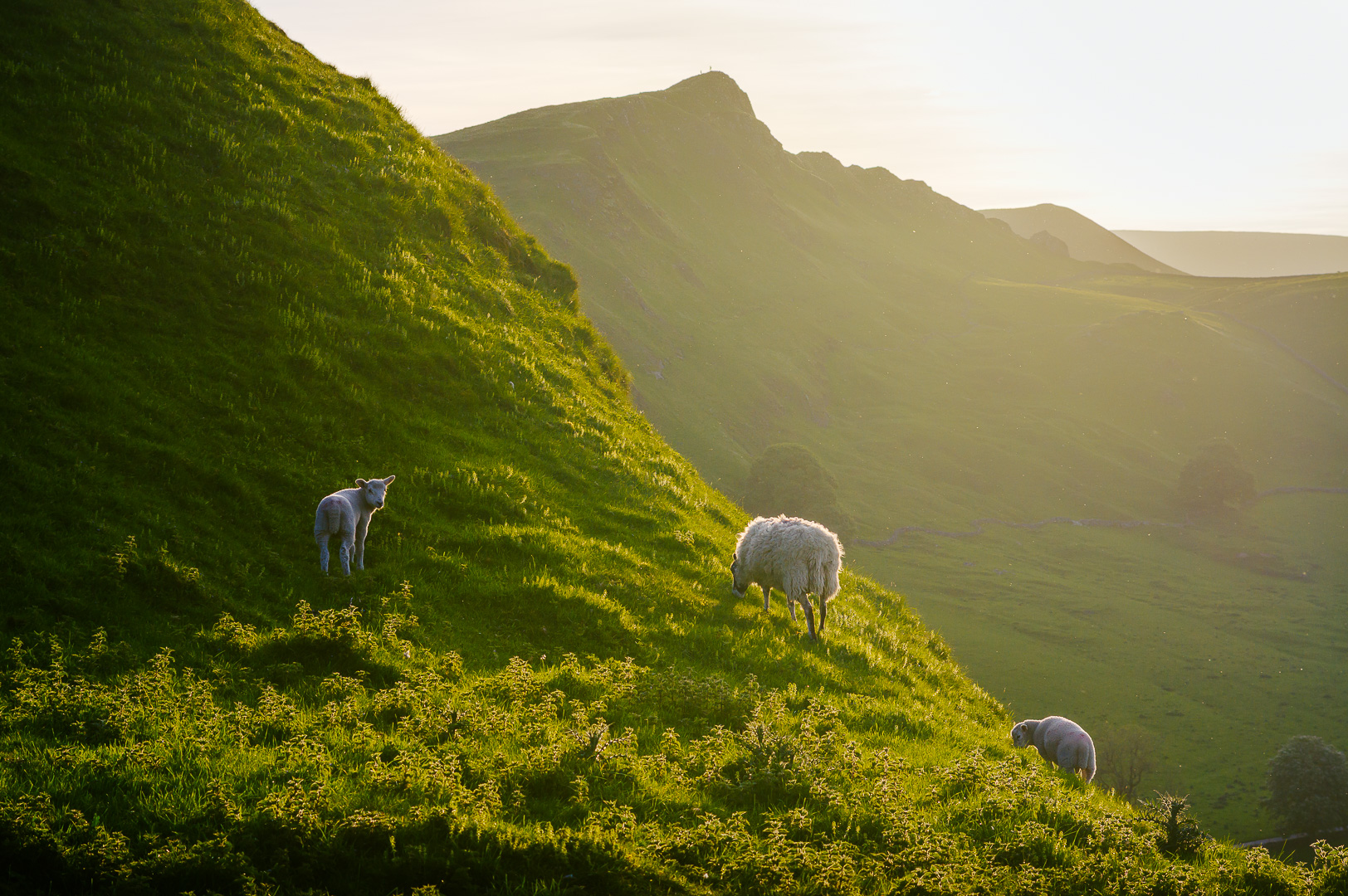 Sheep on Parkhouse Hill III by Adam Lack