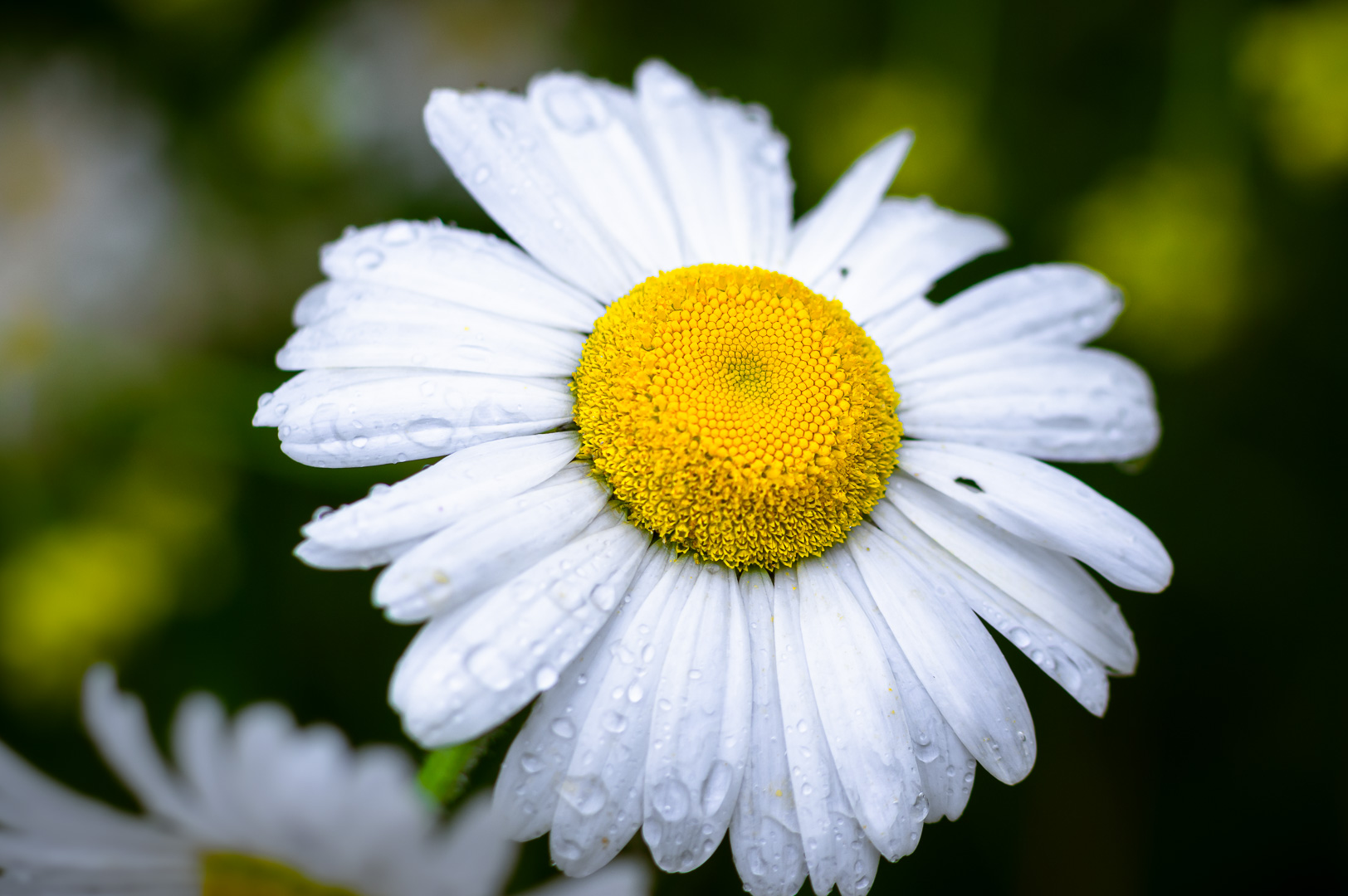 Soggy Daisy by Adam Lack
