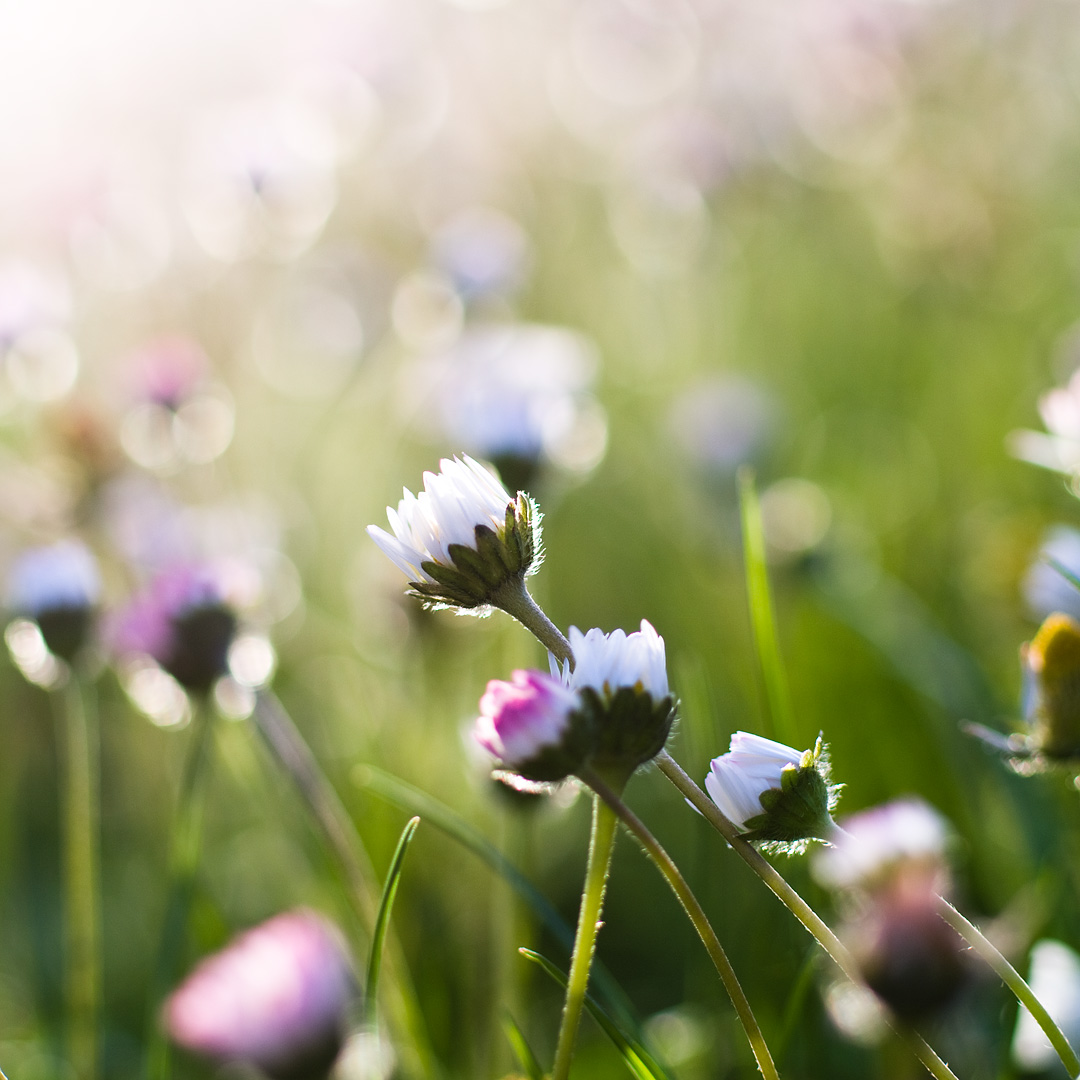 Spring air by Adam Lack