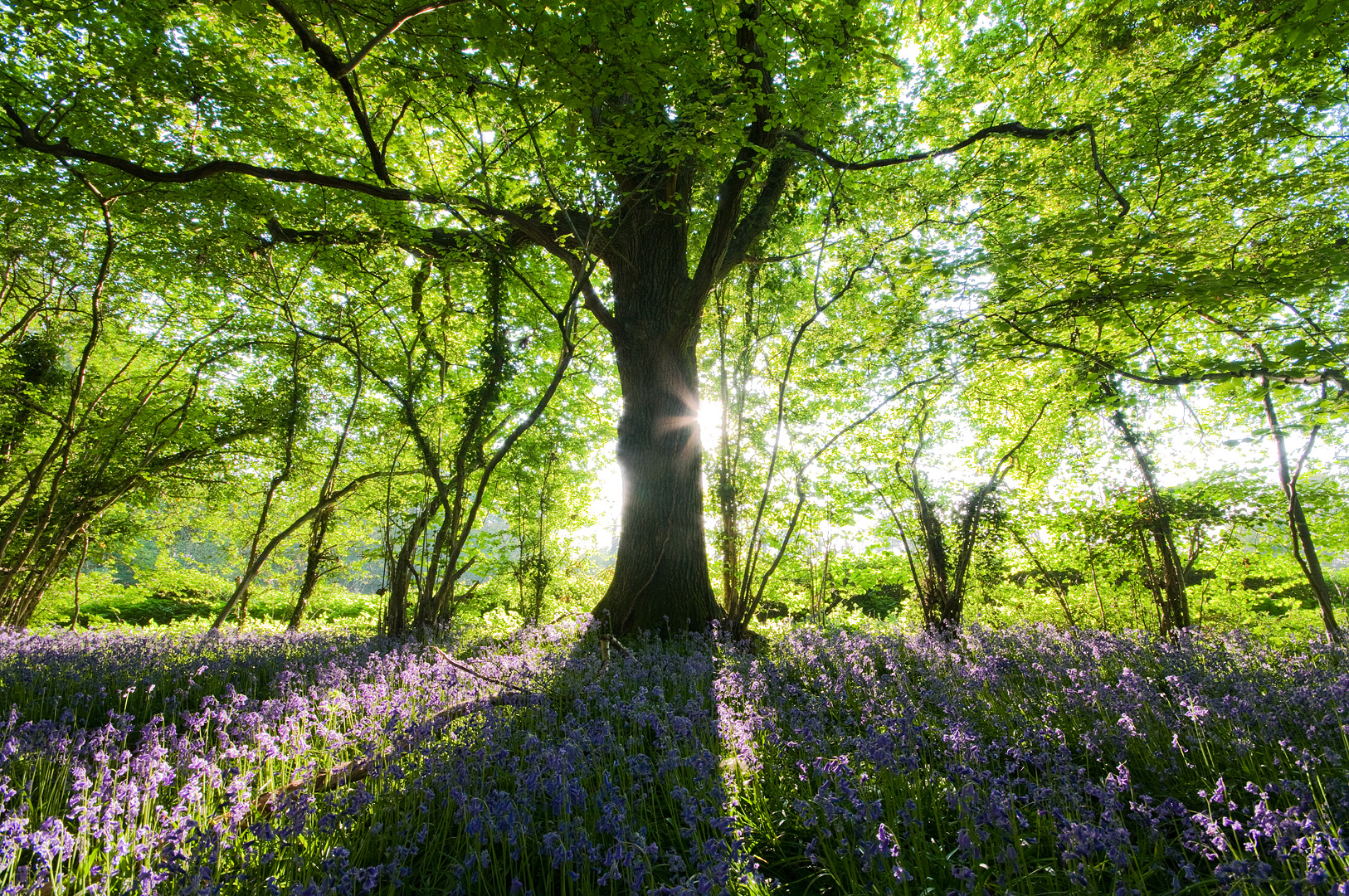 Springtime by Adam Lack