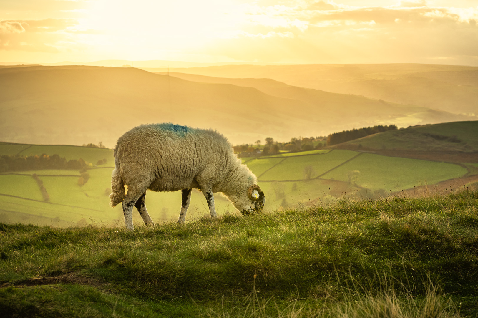Stanage Sheep by Adam Lack