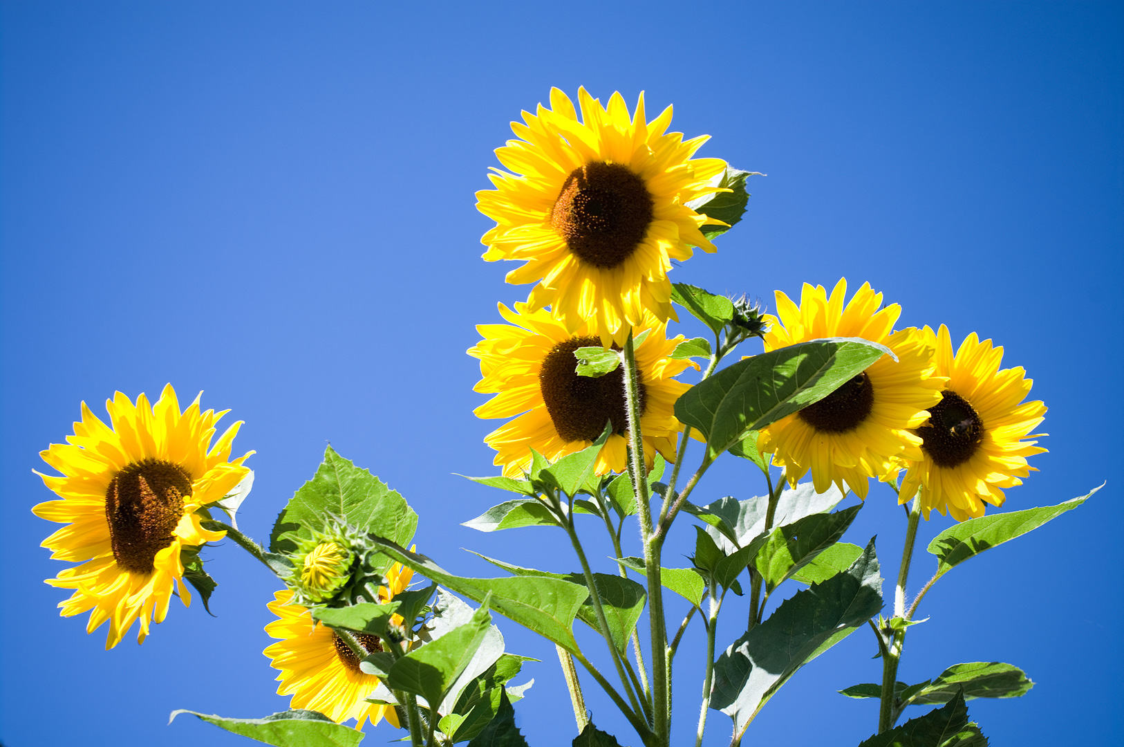 Sunflowers by Adam Lack