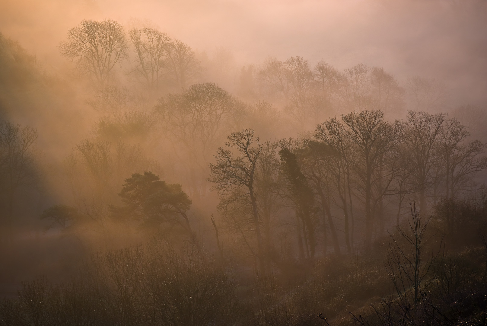 Sunrise Forest by Adam Lack