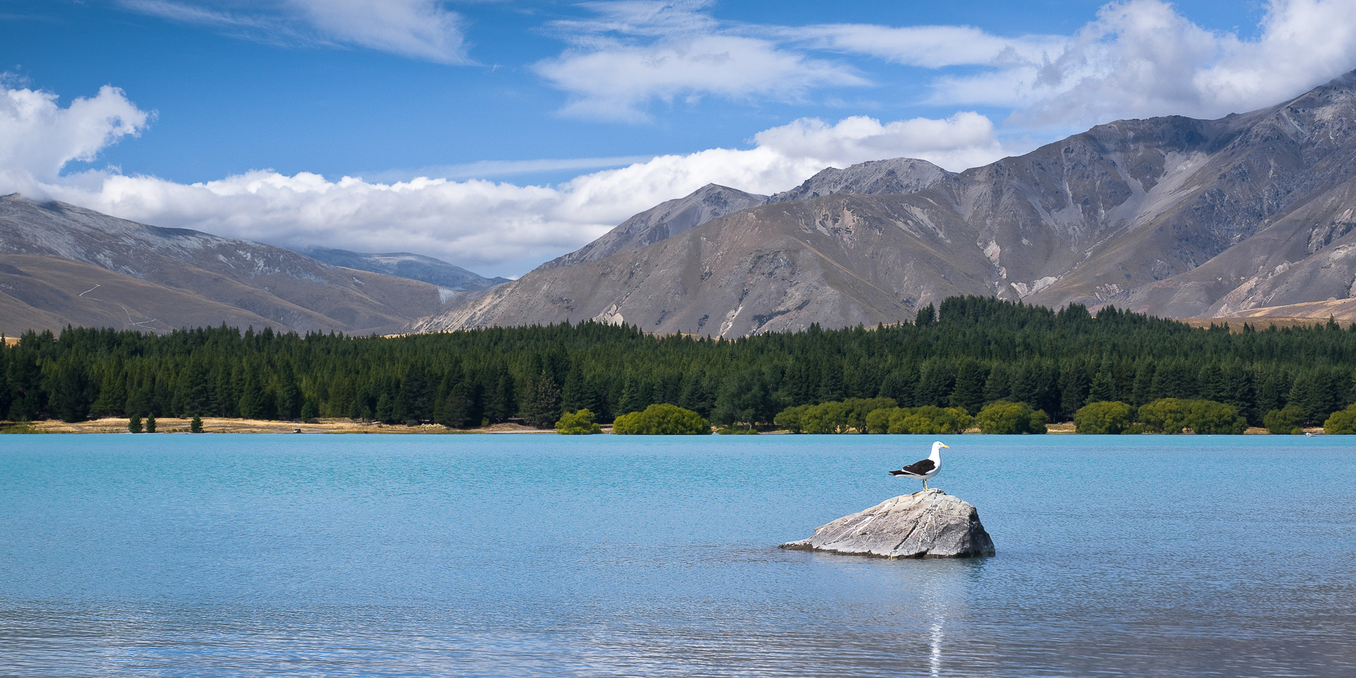 Tekapo Gull by Adam Lack