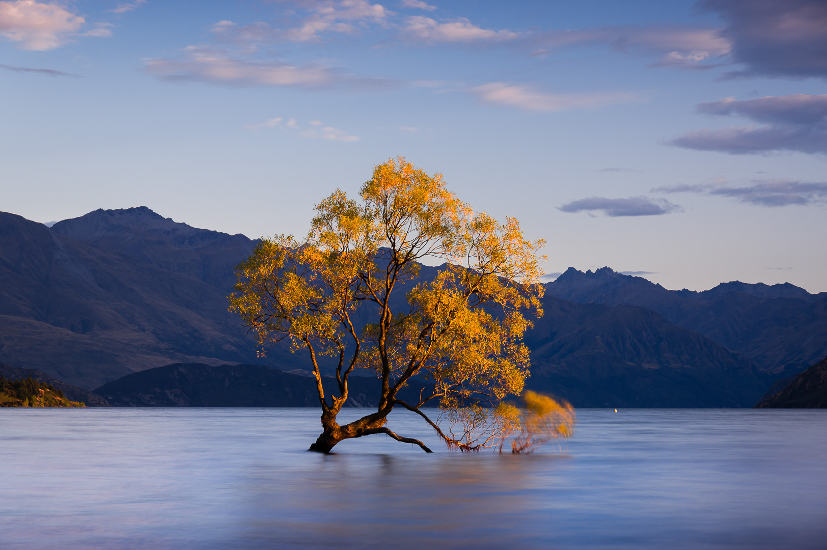 That Wanaka Tree by Adam Lack