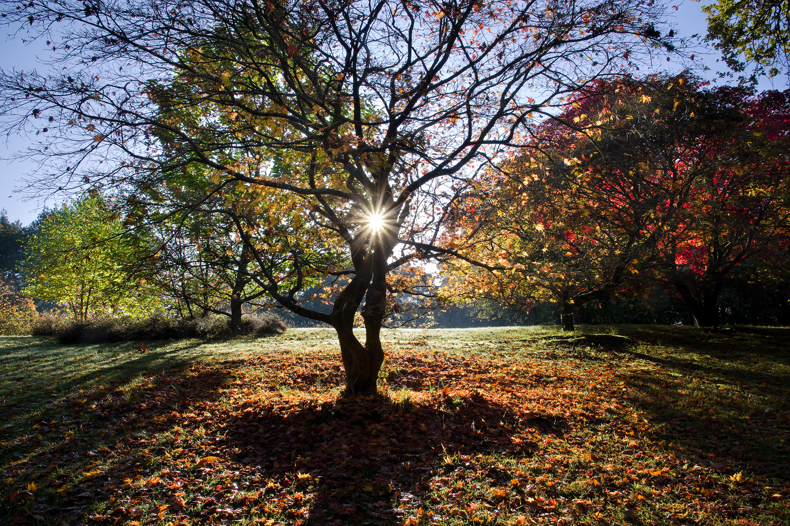 The Autumn Tree by Adam Lack