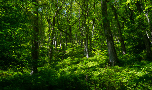 Ancient Summer Woodland