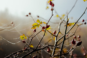 Autumn Fruits