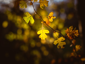 Autumn Sprig