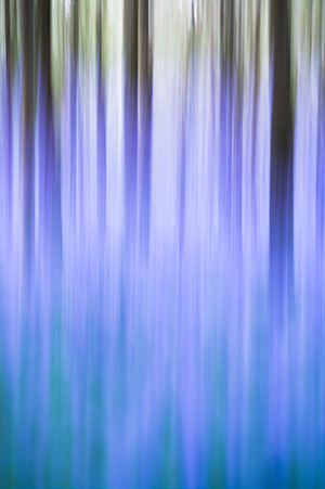 Bluebell Colours