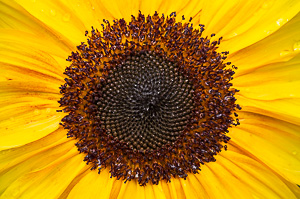 Centre of the Sun