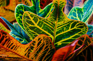 Colourful Leaves
