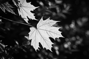 Contrast Leaves