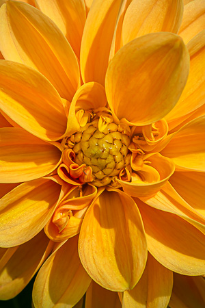Dhalia Sun