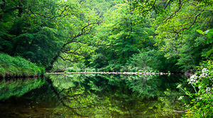 Emerald Reflections by Adam Lack