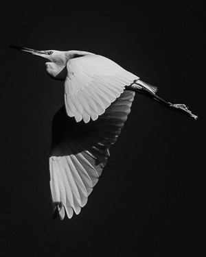Heron in Flight